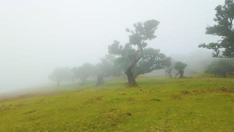 Paisaje-Rural-Con-Campo-Verde-Y-árboles-En-Un-Día-Brumoso-En-Madeira,-Portugal---Disparo-De-Drones
