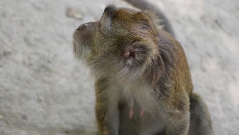 High-angle-view-of-monkey-sitting-on-ground-chewing,-shallow-depth-of-field
