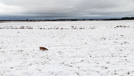 Wandering-snow-fox-takes-a-walk-through-the-winter-landscape