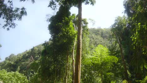 Tilt-up-along-tall-thin-trunk-tree-reaching-high-above-tropical-bamboo-forest-to-sky