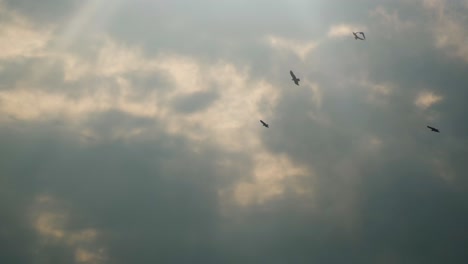Raubvögel-In-Silhouette,-Die-Gegen-Den-Bewölkten-Sonnenuntergang-Fliegen