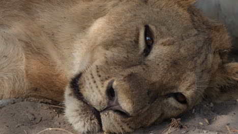Tired-And-Sleepy-Female-Lion-Lying-in-The-Ground