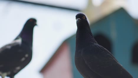 Slender-black-imperial-pigeon--inside-enclosure