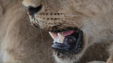 Lioness-Breathing-With-Open-Mouth-Showing-Its-Fangs-And-Tongue