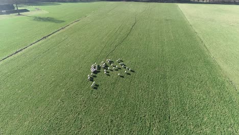 Drone-shot-of-heard-of-sheep-walking-on-farmland