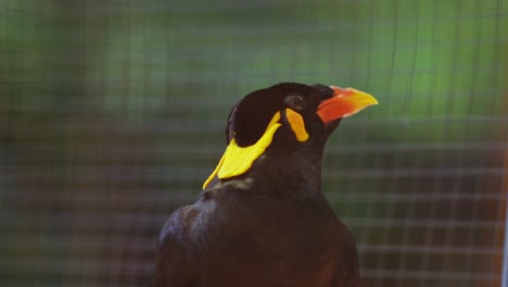Indonesian-Beo-Gracula-Bird-or-Gracula-venerata-stretches-orange-beak-and-yellow-feathers