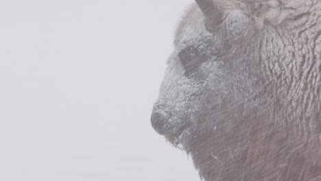 Closeup-profile-on-head-of-European-bison-standing-in-heavy-snowfall
