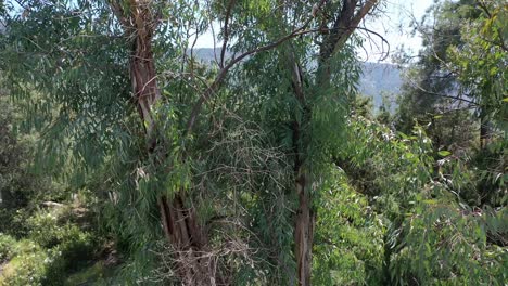 Steigflug-Mit-Überraschungseffekt-Mit-Einem-Eukalyptusbaum-Im-Vordergrund-Und-Entdeckung-Eines-Stausees-Mit-Einigen-Bergen-Und-Wäldern-An-Einem-Sonnigen-Nachmittag-Mit-Blauem-Himmel-In-Avila,-Spanien