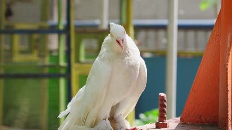 White-Fantail-pigeon-standing,-Columba-livia-domestica.