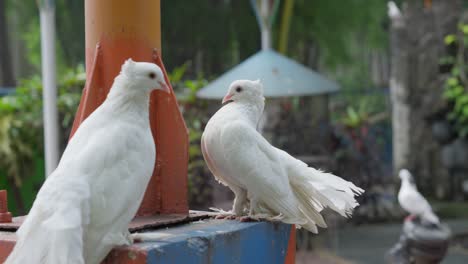 Pair-of-White-fantail-pigeons-stand-on-concrete-pillar-of-lightpost-in-park