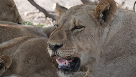 Closeup-Of-Lioness-Breathing-Heavily-On-A-Hot-Day-In-Africa