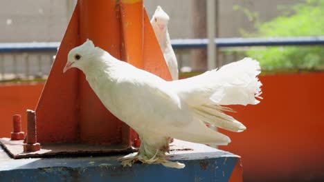 Weiße-Fantail-Taube-Bewegt-Sich-Im-Städtischen-Raum
