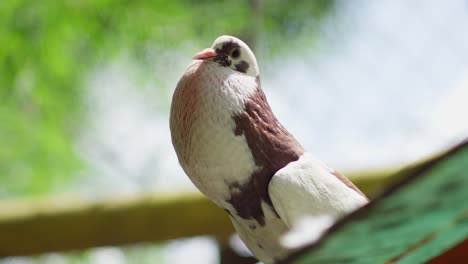 Closeup-of-mutated-pigeon-grown-with-big-chest