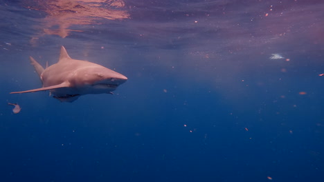 Lemon-shark-swimming-at-ocean-surface-at-sunset