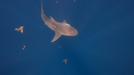 Bull-shark-slowly-swimming-through-water-with-sun-flare-in-deep-blue-ocean