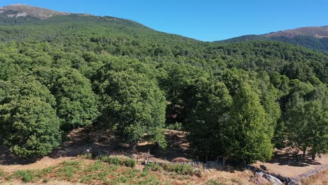 lateral-flight-visualizing-farms-with-stone-walls-in-a-chestnut-forest-with-a-background-of-mountains-with-a-blue-sky,-seeing-a-road-with-the-passage-of-a-car-in-summer-in-Avila-Spain