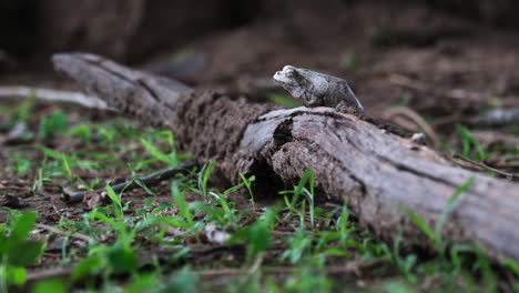 Southern-Foam-nest-Tree-Frog-Sleeping-On-Dead-Tree-Trunk-On-Forest-Ground