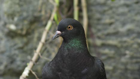 Face-of-typical-Rock-dove-,-close-up