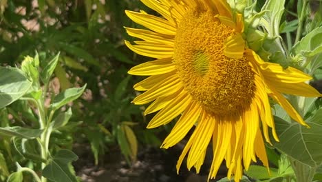 Leuchtend-Gelbe-Sonnenblumen-Im-Feld