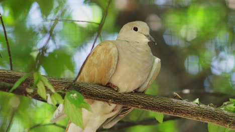Hermoso-Pájaro-Paloma-De-Collar-Posado-En-La-Rama-De-Un-árbol