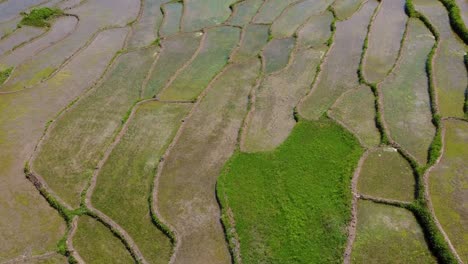 Kleiner-Wunderschöner-Grüner-Algenwasserteich-Die-Reisfeldplantage-Traditionelle-Landwirtschaftliche-Fähigkeiten-Der-Einheimischen-Reissämling-Beim-Ernten-Durch-Die-Einheimischen-Familie,-Die-In-Der-Iranischen-Industrie-Arbeitet
