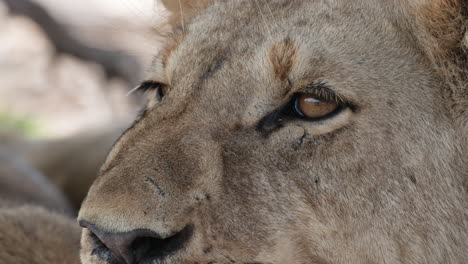 Augen-Und-Gesicht-Einer-Löwin-In-Der-Wildnis-Afrikas