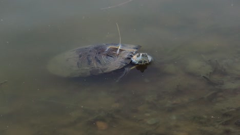 Rotohr-Schmuckschildkröte-Im-Teich-Mit-Flachem-Wasser