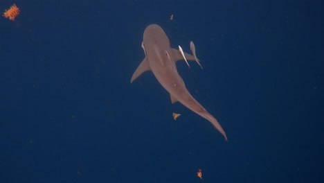 Bullshark-swimming-with-remora-fish-trailing-along---from-above