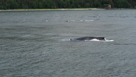 Humpback-whales-slowly-surfacing.Whale-Watching-in-Juneau,-Alaska