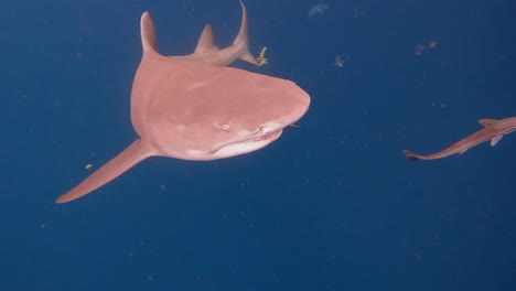 Lemon-shark-swimming-directly-towards-swimmer-in-deep-blue-ocean---close-encounter