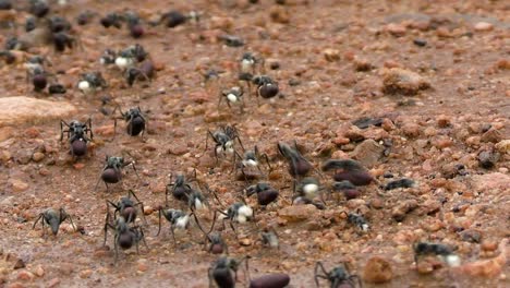 Gruppe-Afrikanischer-Matabele-Ameisen,-Die-Sich-über-Ein-Felsiges,-Sandiges-Gelände-Bewegen-Und-Weiße-Und-Kugelförmige-Samen-Oder-Andere-Arten-Von-Nahrung-Transportieren