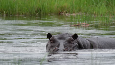 Nahaufnahme-Eines-Nilpferds,-Das-In-Einem-Afrikanischen-Fluss-Versunken-Ist