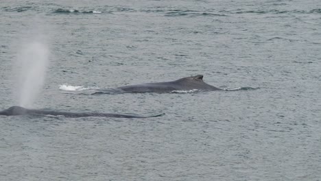 Zwei-Buckelwale-Schwimmen.-Walbeobachtung-In-Juneau,-Alaska