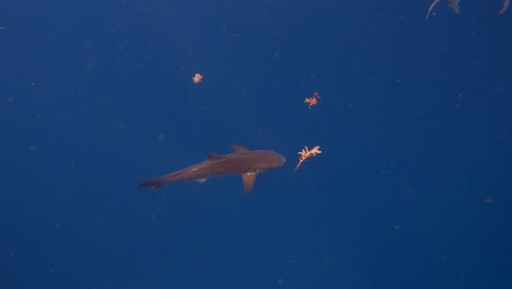 Remora-fish-swimming-alone-in-ocean---from-above