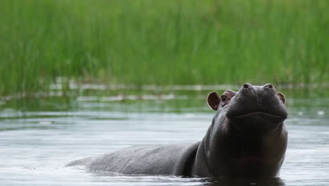 Enorme-Hipopótamo-En-El-Río-En-La-Reserva-Africana---Cerrar
