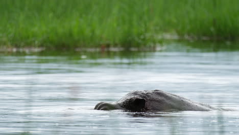 Head-Of-The-Hippo-Above-Water---Close-Up