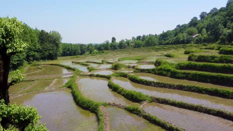 stair-shape-farm-forest-climate-tropical-weather-terrace-rice-paddy-field-the-local-people-agriculture-farming-in-wet-mist-mud-pond-to-plant-rice-in-muddy-valley-alone-tree-lonely-wonderful-natural