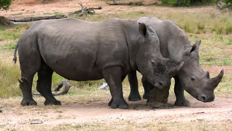 Two-Southern-White-Rhinoceros,-or-Southern-White-Rhino-Scratch-Itchy-Skin-Against-Rotten-Stump-in-Wild-Aftican-Savannah,-carrying-Red-billed-Oxpecker-Buphagus-birds