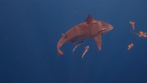 Bull-shark-swims-across-frame-in-empty-blue-ocean