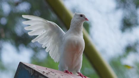 Weiße-Fantail-Taube,-Die-Mit-Den-Flügeln-Schlägt