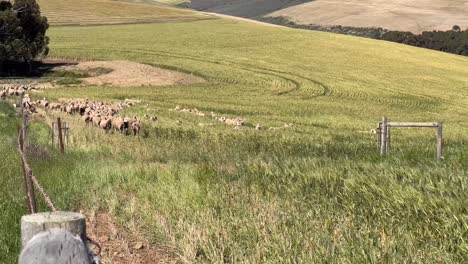 Sheep-moving-through-the-field