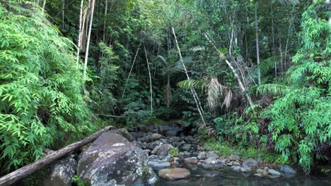 Natürlicher-Wasserstrom-Im-Dichten-Dschungel-Von-Guadeloupe,-Luftaufnahme