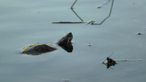 Rotohrschildkröte-Im-Wasser