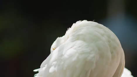 White-Fantail-pigeon-bird-grooming