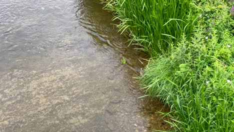 Kleine-Enten-Schwimmen-Am-Seeufer-Entlang-Des-Hohen-Grünen-Grases-Gegen-Die-Strömung