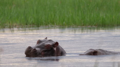 Hipopótamo-Levantando-La-Cabeza-Fuera-Del-Agua-Y-Abriendo-La-Boca---Cerrar