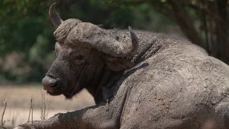 African-Buffalo-Lying-Down-Covered-With-Mud