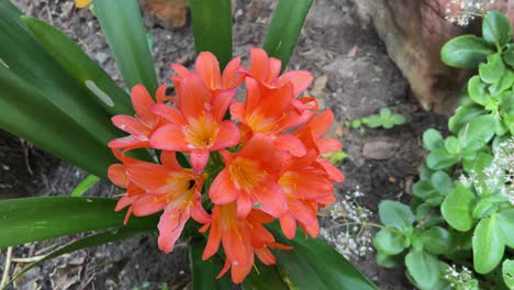 Clivia-in-full-bloom-in-the-garden