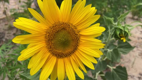 Bright-yellow-sunflowers-in-field
