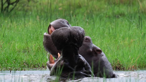 Hipopótamo-Flotando-En-El-Agua-Del-Pantano-Abriendo-Su-Boca---Cerrar